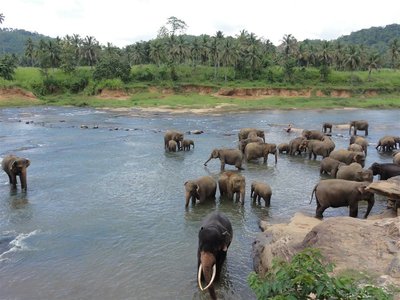 Pinnawela, Elefanten im Fluss, Sri Lanka