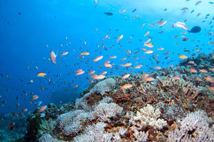 Unterwasserwelt Nusa Lembongan 