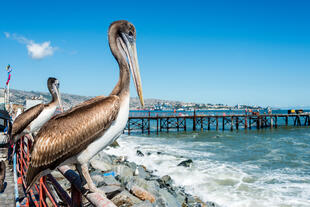 Pelikan beim Fischmarkt in Valparaiso