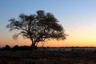 Sonnenuntergang im Etosha Nationalpark