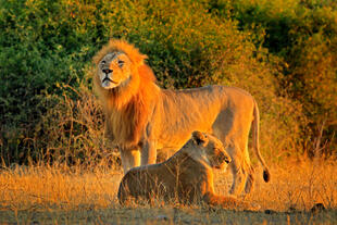 Chobe Nationalpark Löwen 