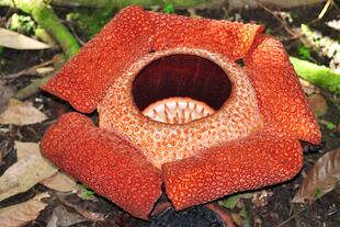 Rafflesia auf Borneo 