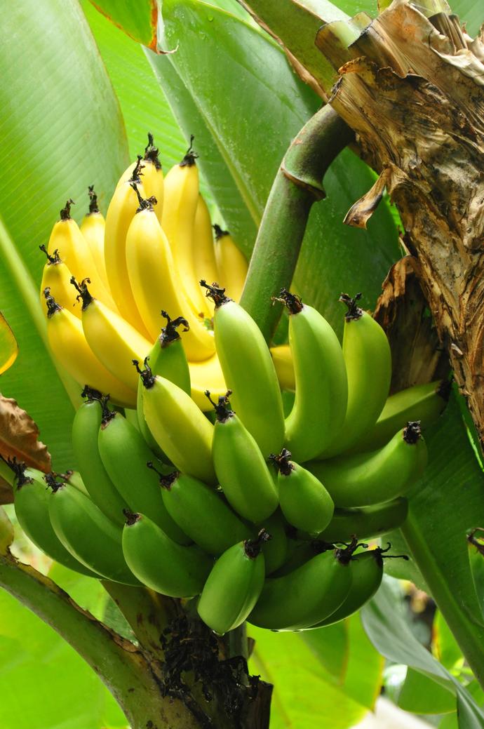 Reifende Bananenstaude