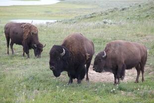 Amerikanische Bisons im Yellowstone-Nationalpark