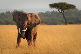Elefant in der Masai Mara 