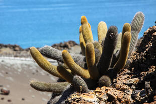 Kaktuspflanze am Strand von Bartolome
