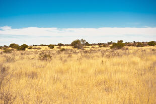 Blick auf die Kalahari Wüste