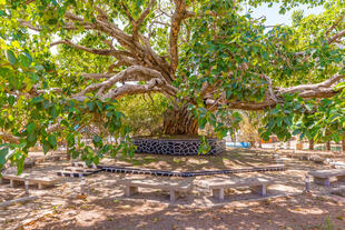 Alter Baum in Gondar