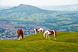 Pferde im Brecon Beacons Nationalpark