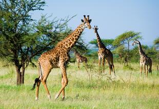 Giraffen im Serengeti Nationalpark