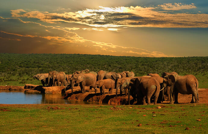 Addo Elefantenpark