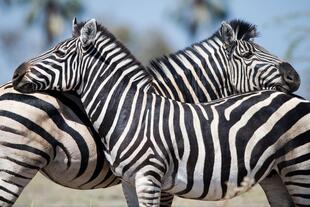 Verschmuste Zebras im Moremi Wildreservat