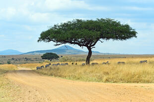 Landschaft im Masai Mara Nationalpark
