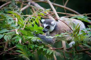 Lemur in der Wildnis