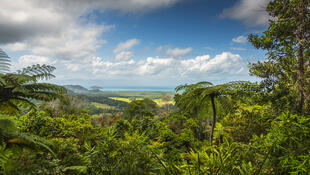 Regenwald mit Great Barrier Reef im Hintergrund 