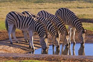 Zebras im Addo Elephant Park