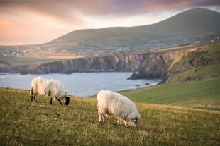 Schafe am Dunmore Head