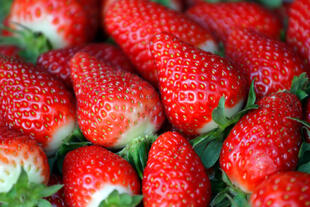 Erdbeeren in den Cameron Highlands 