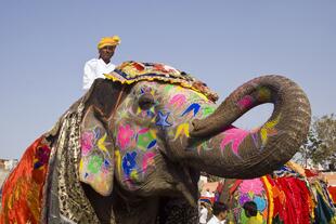 Festlich geschmückte Elefanten