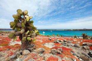 Landschaft auf den Galapagos Inseln