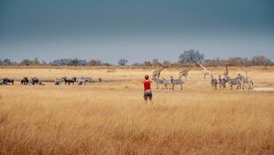 Giraffen, Zebras und Gnus im Moremi Wildreservat
