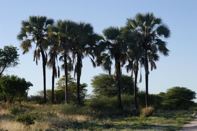 Palmen von Grootfontein 