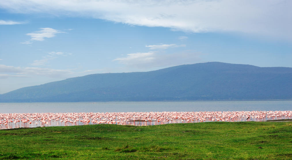 Flamingos im Nakuru-See