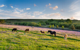 Ponies im Dartmoor