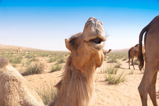 Kamele in der Wüste