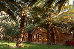 Palmen auf einer Dattelplantage in AlUla