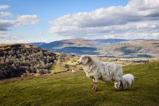 Schafe im Brecon Beacons Nationalpark