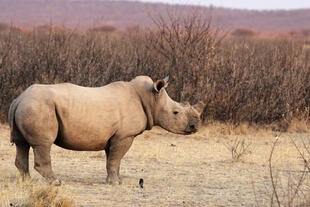 Rhinozeros im Etosha Nationalpark