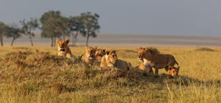 Löwen in der Masai Mara 