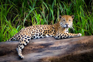 Jaguar im Amazonas