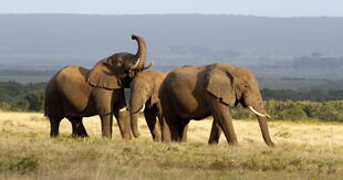 Elefantenherde im Addo Elephant Park
