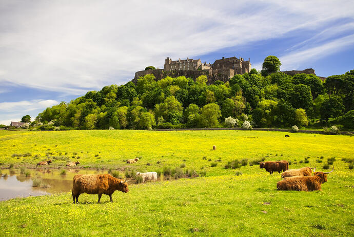 Stirling Castle mit Hochlandkuh