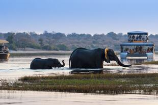 Elefanten im Chobe River