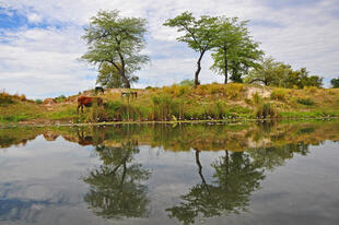 Flussufer des Okavango