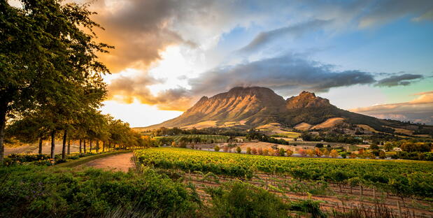 Stellenbosch Weinanbau