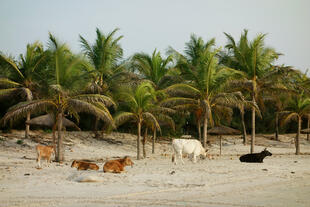 Kühe am Paradise Beach