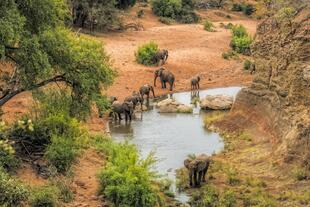 Elefanten am Wasserloch im Krüger Nationalpark