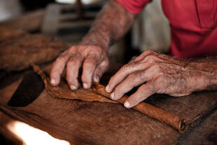 Tabakbauer der in einer traditionellen Manufaktur Zigarren rollt