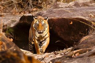 Bengali Tiger im Bandhavgarh Nationalpark 