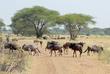 Gnu Wanderung