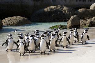 Afrikanische Pinguine