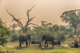 Elefanten im Yala Nationalpark