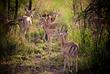 Impalas