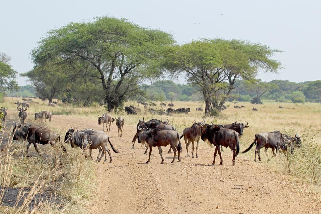 Gnu Wanderung