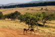 Impalas in der Hügellandschaft Eswatinis