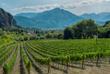 Weinberge in Nemea 